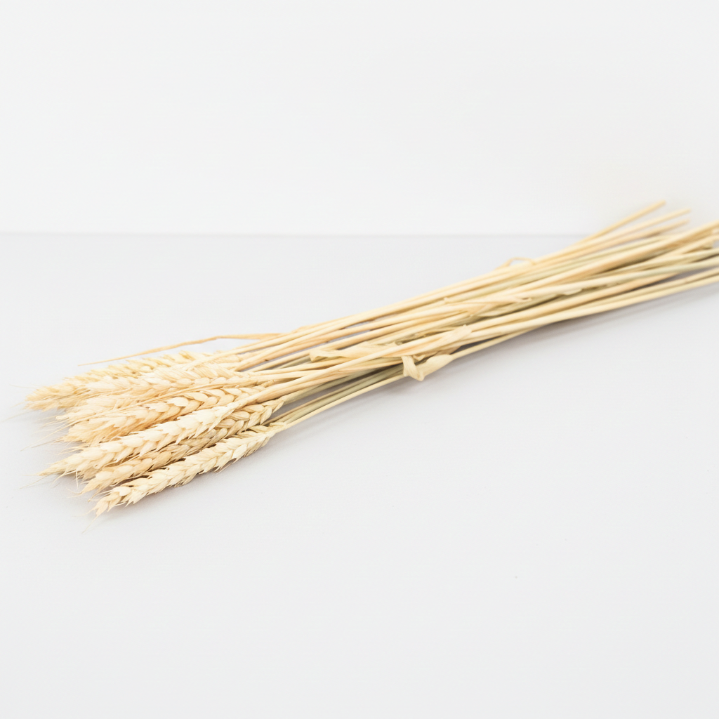 Sušená Pšenice bílá – přírodní dekorace do kytic, věnců a aranžmá